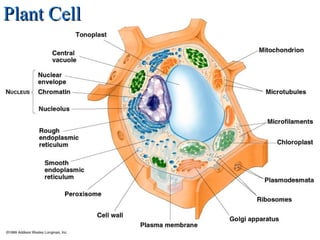 Plant CellPlant Cell
 