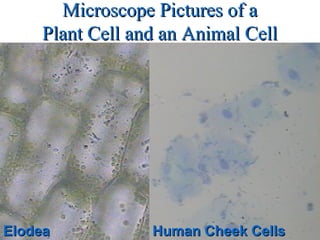 Microscope Pictures of aMicroscope Pictures of a
Plant Cell and an Animal CellPlant Cell and an Animal Cell
ElodeaElodea Human Cheek CellsHuman Cheek Cells
 