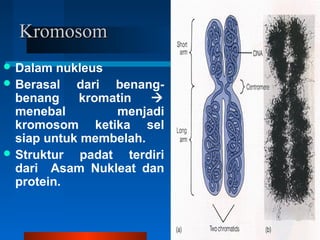 KromosomKromosom
 Dalam nukleus
 Berasal dari benang-
benang kromatin 
menebal menjadi
kromosom ketika sel
siap untuk membelah.
 Struktur padat terdiri
dari Asam Nukleat dan
protein.
 