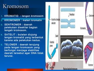 KromosomKromosom
1. KROMATID : lengan kromosom
2. KROMOMER : materi kromatin
3. SENTROMER : daerah
pelekukan disekitar bagian
tengah kromosom.
4. SATELIT : bulatan diujung
lengan kromatid yang terbentuk
karena ada pelekukan kedua.
5. TELOMER : daerah terujung
pada lengan kromosom yang
berfungsi menjaga stabilitas
daerah tersebut agar DNA tidak
terurai.
 