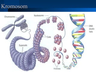 KromosomKromosom
 