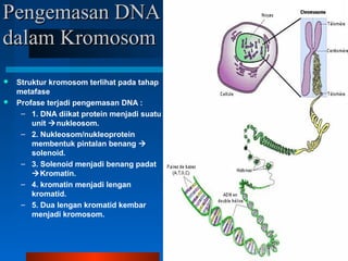 Pengemasan DNAPengemasan DNA
dalam Kromosomdalam Kromosom
 Struktur kromosom terlihat pada tahap
metafase
 Profase terjadi pengemasan DNA :
– 1. DNA diikat protein menjadi suatu
unit nukleosom.
– 2. Nukleosom/nukleoprotein
membentuk pintalan benang 
solenoid.
– 3. Solenoid menjadi benang padat
Kromatin.
– 4. kromatin menjadi lengan
kromatid.
– 5. Dua lengan kromatid kembar
menjadi kromosom.
 