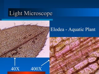 Light MicroscopeLight Microscope
Elodea - Aquatic Plant
40X 400X
 