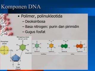 Komponen DNAKomponen DNA
 