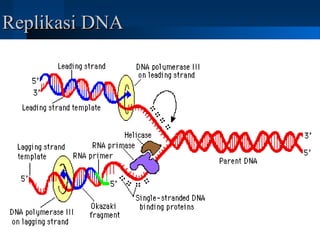 Replikasi DNAReplikasi DNA
 