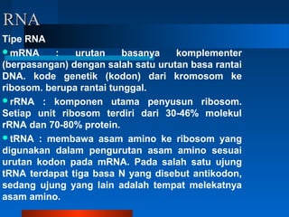 RNARNA
Tipe RNA
mRNA : urutan basanya komplementer
(berpasangan) dengan salah satu urutan basa rantai
DNA. kode genetik (kodon) dari kromosom ke
ribosom. berupa rantai tunggal.
rRNA : komponen utama penyusun ribosom.
Setiap unit ribosom terdiri dari 30-46% molekul
rRNA dan 70-80% protein.
tRNA : membawa asam amino ke ribosom yang
digunakan dalam pengurutan asam amino sesuai
urutan kodon pada mRNA. Pada salah satu ujung
tRNA terdapat tiga basa N yang disebut antikodon,
sedang ujung yang lain adalah tempat melekatnya
asam amino.
 