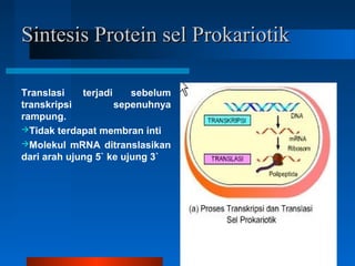 Sintesis Protein sel ProkariotikSintesis Protein sel Prokariotik
Translasi terjadi sebelum
transkripsi sepenuhnya
rampung.
Tidak terdapat membran inti
Molekul mRNA ditranslasikan
dari arah ujung 5` ke ujung 3`
 