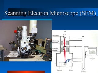 Scanning Electron Microscope (SEM)Scanning Electron Microscope (SEM)
 