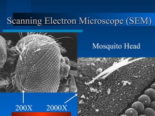 Scanning Electron Microscope (SEM)Scanning Electron Microscope (SEM)
Mosquito Head
200X 2000X
 