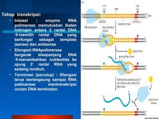 Tahap transkripsi:
• Inisiasi : enzyme RNA
polimerase memutuskan ikatan
hidrogen antara 2 rantai DNA
memilih rantai DNA yang
berfungsi sebagai template
(sense) dan antisense
• Elongasi:RNApolimerase
bergerak disepanjang DNA
menambahkan nukleotida ke
ujung 3’ rantai RNA yang
sedang tumbuh.
• Terminasi (penutup) : Elongasi
terus berlangsung sampai RNA
polimerase mentranskripsi
urutan DNA terminator.
 