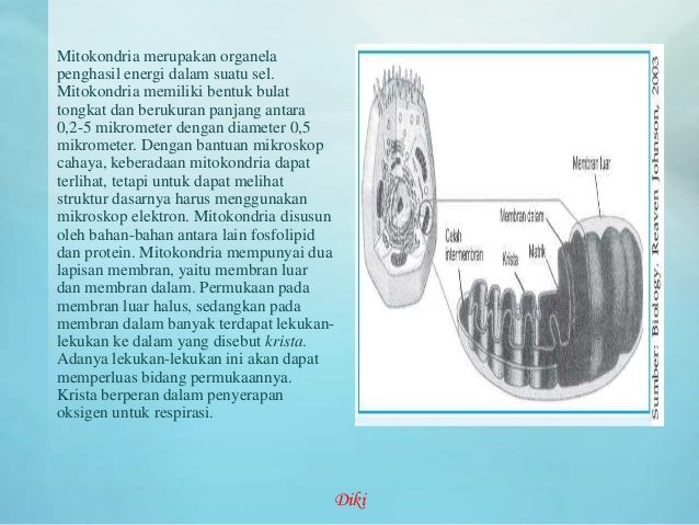 Struktur dan fungsi sel  hewan  dan tumbuhan