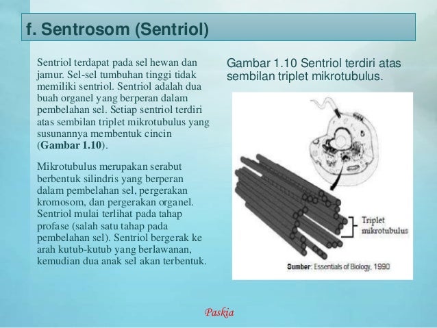 Struktur dan fungsi  sel  hewan  dan tumbuhan