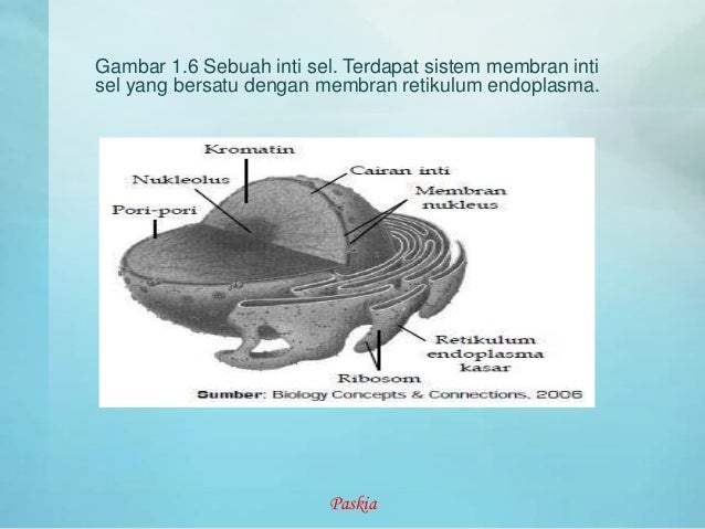 Struktur dan  fungsi sel  hewan  dan  tumbuhan