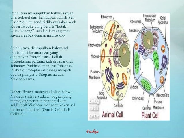 Gambar Struktur Jaringan Hewan  Dan  Fungsinya