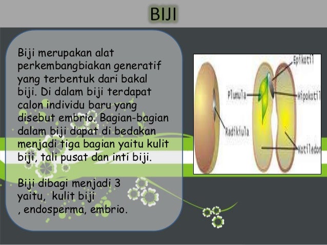 Struktur dan fungsi tubuh tumbuhan Struktur dan fungsi tubuh tumbuhan