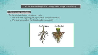 Terdapat dua sistem perakaran yaitu :
● Perakaran tunggang(terdapat pada tumbuhan dikotil)
● Perakaran serabut (terdapat pada monokotil)
A. Struktur dan fungsi akar, batang, daun, bunga, buah dan biji
1. Struktur dan fungsi akar
 