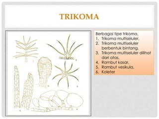 STRUKTUR_DAN_FUNGSI_TUMBUHAN.POWER POINT | PPTX