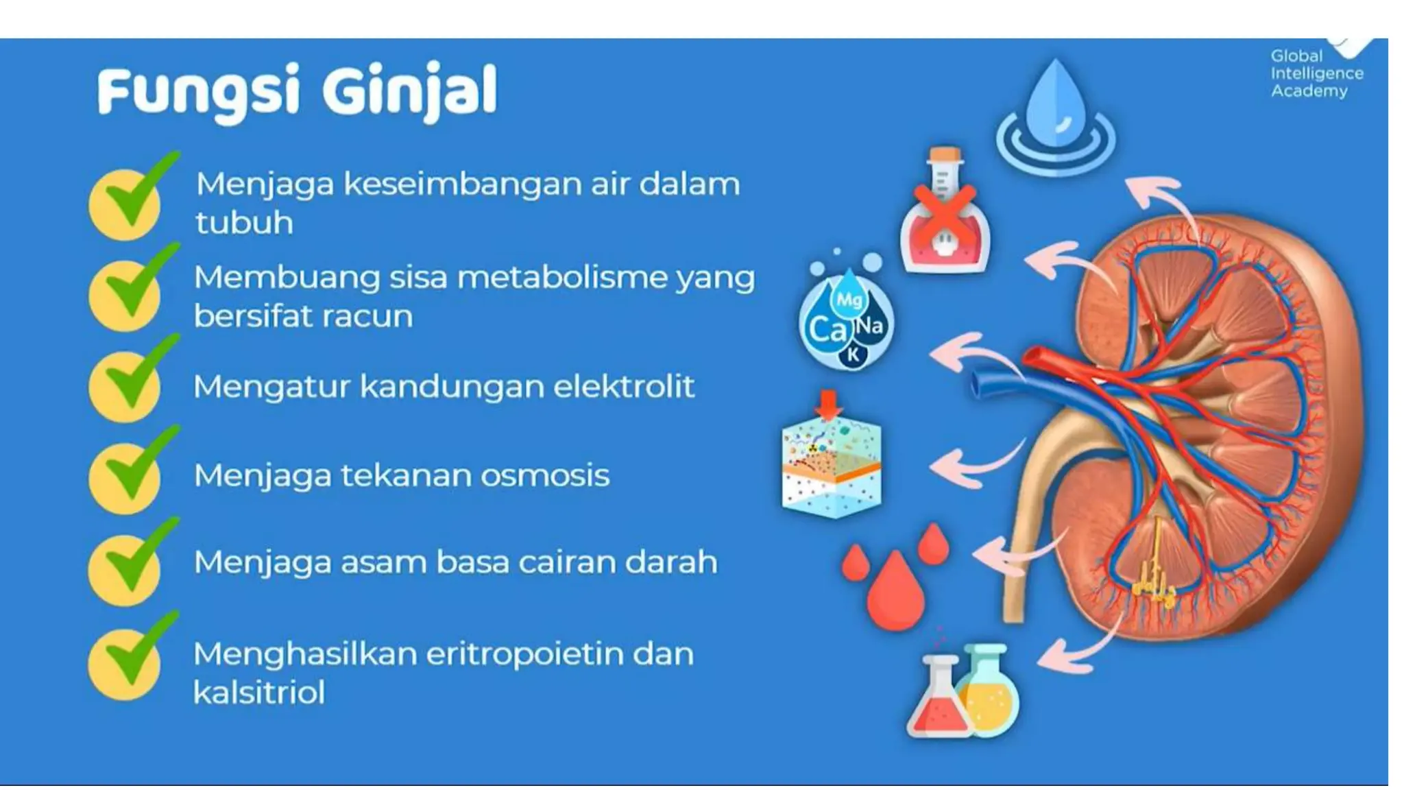 STRUKTUR DAN FUNSI SEL PENYUSUN JARINGAN PADA SISTEM EKSKRESI.pptx