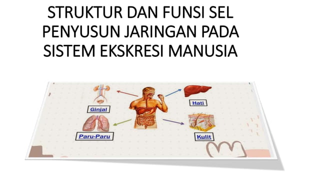 STRUKTUR DAN FUNSI SEL PENYUSUN JARINGAN PADA SISTEM EKSKRESI.pptx