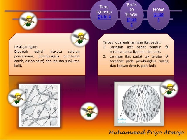  Struktur  dan jaringan  hewan 