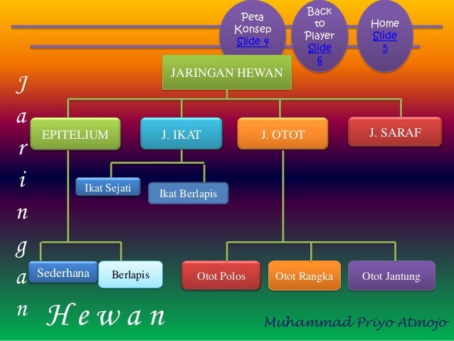 Struktur dan jaringan  hewan 