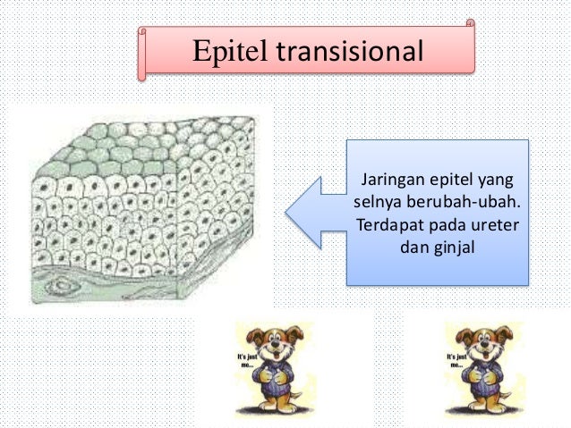 STRUKTUR DAN  JARINGAN  HEWAN 