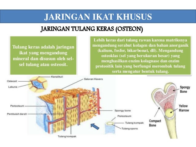 STRUKTUR DAN JARINGAN HEWAN STRUKTUR DAN JARINGAN HEWAN