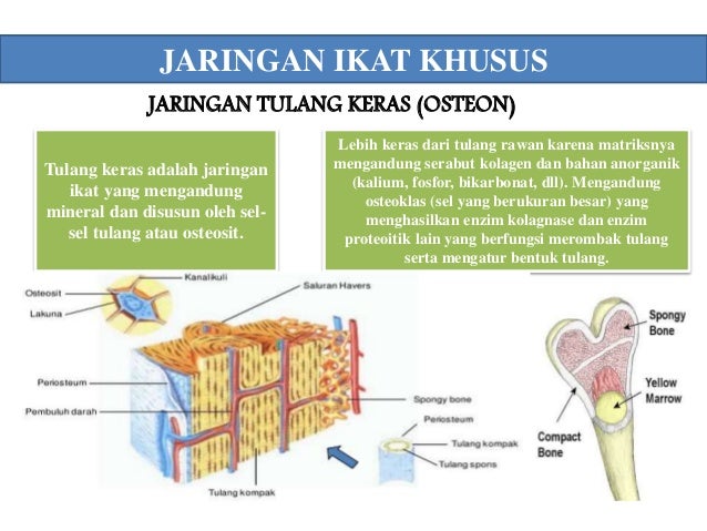 STRUKTUR DAN  JARINGAN  HEWAN 