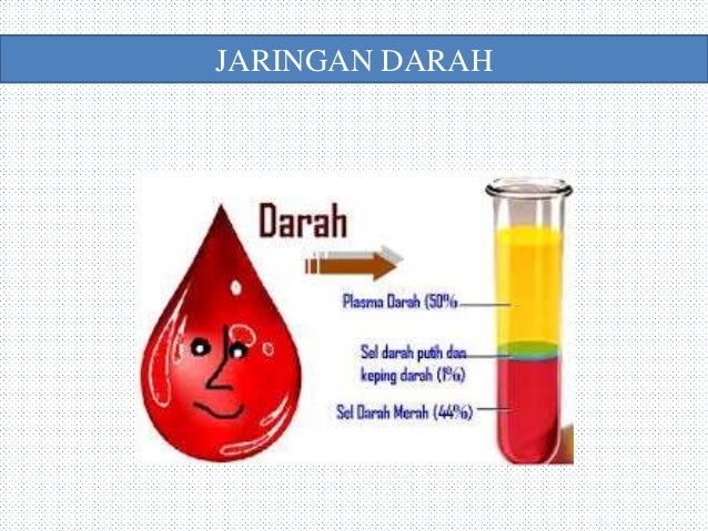 STRUKTUR DAN  JARINGAN  HEWAN 