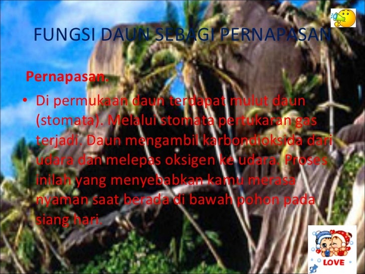 Struktur Daun Dan Fungsinya