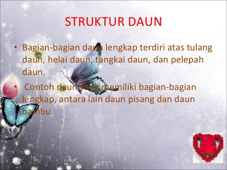  Struktur  daun dan  fungsinya 