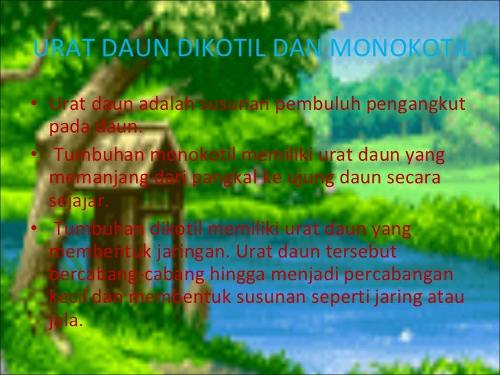 Struktur Daun Dan Fungsinya