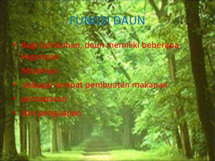 Struktur Daun Dan Fungsinya