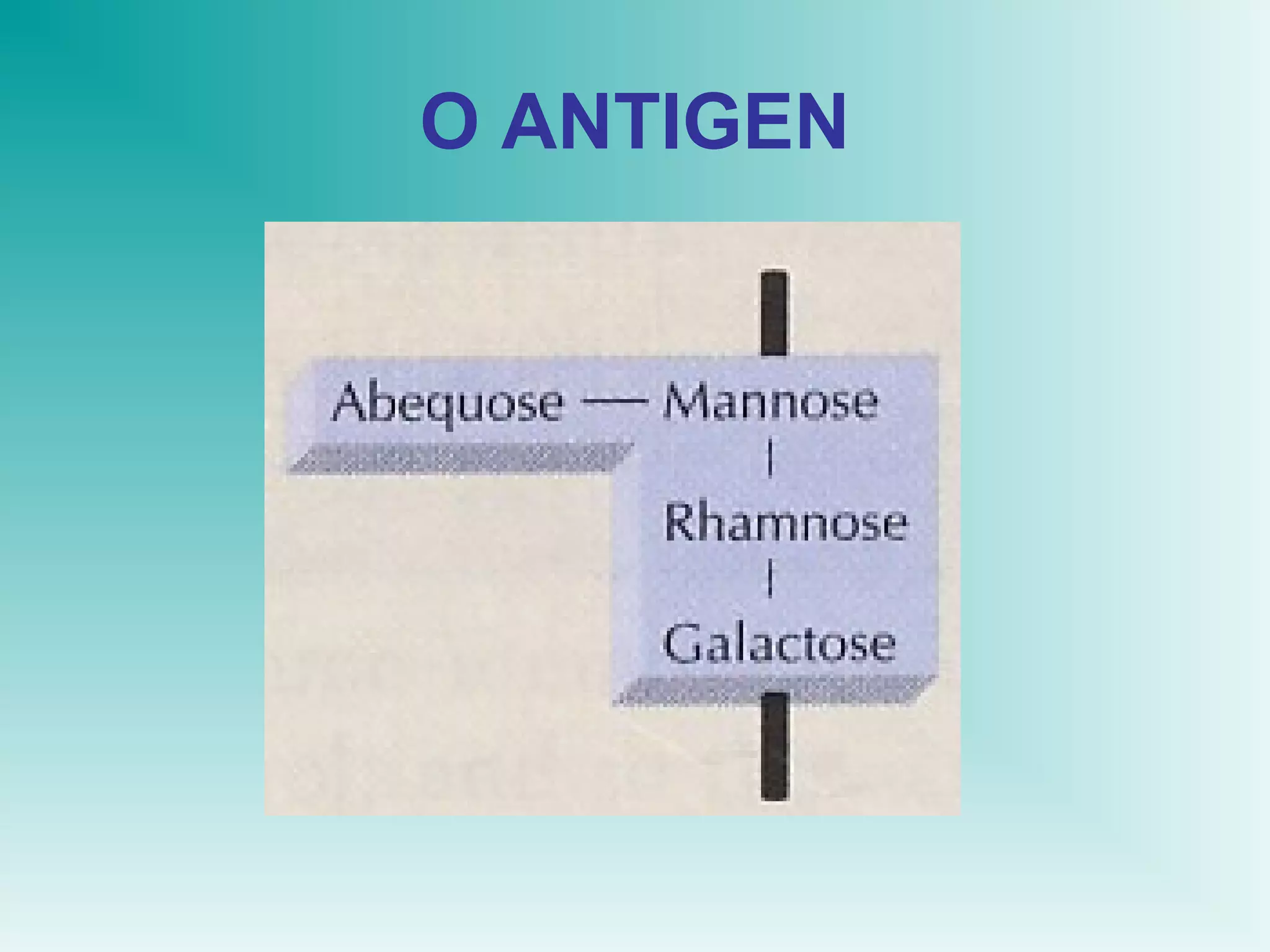 O ANTIGEN

 