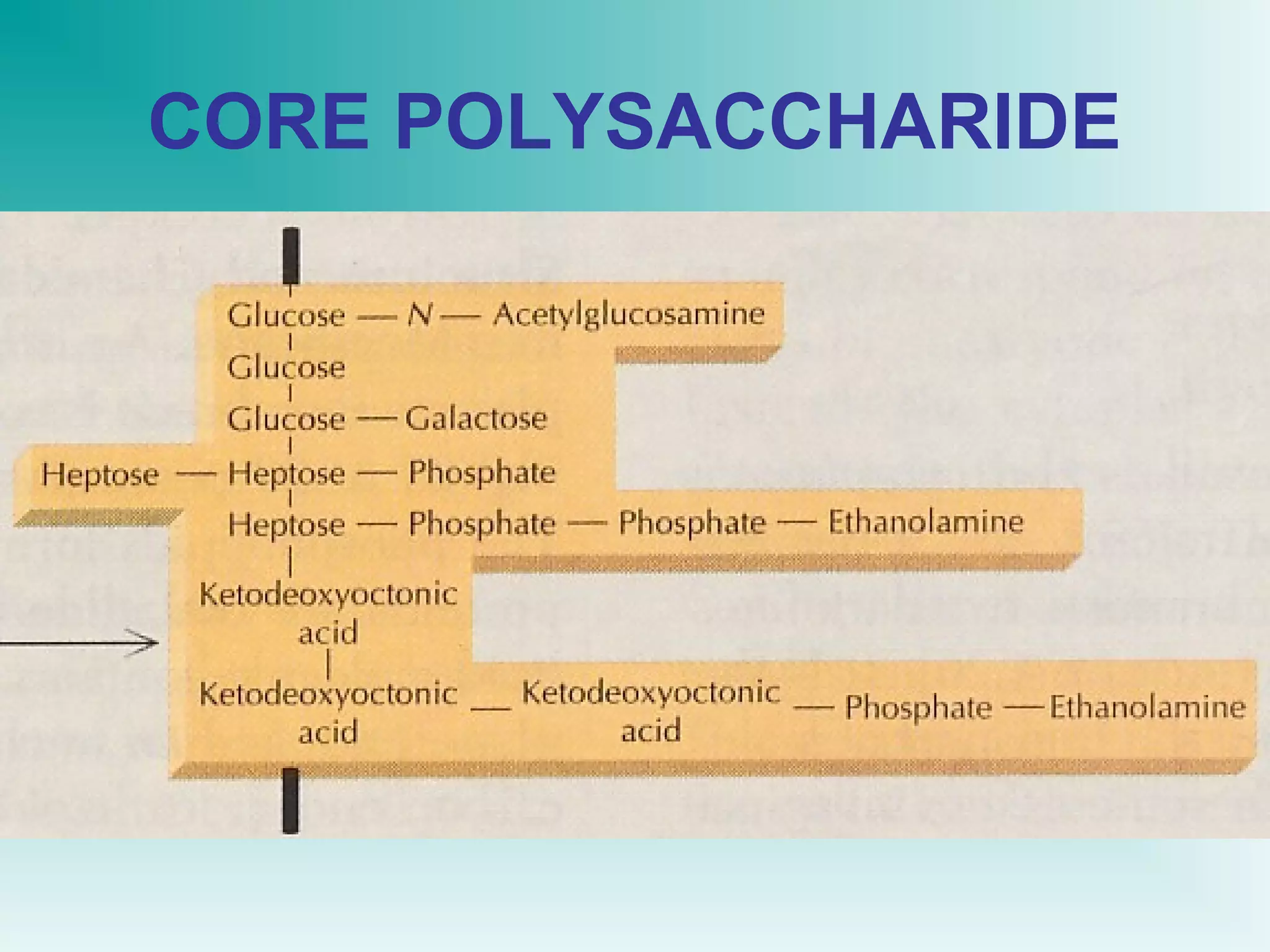 CORE POLYSACCHARIDE

 
