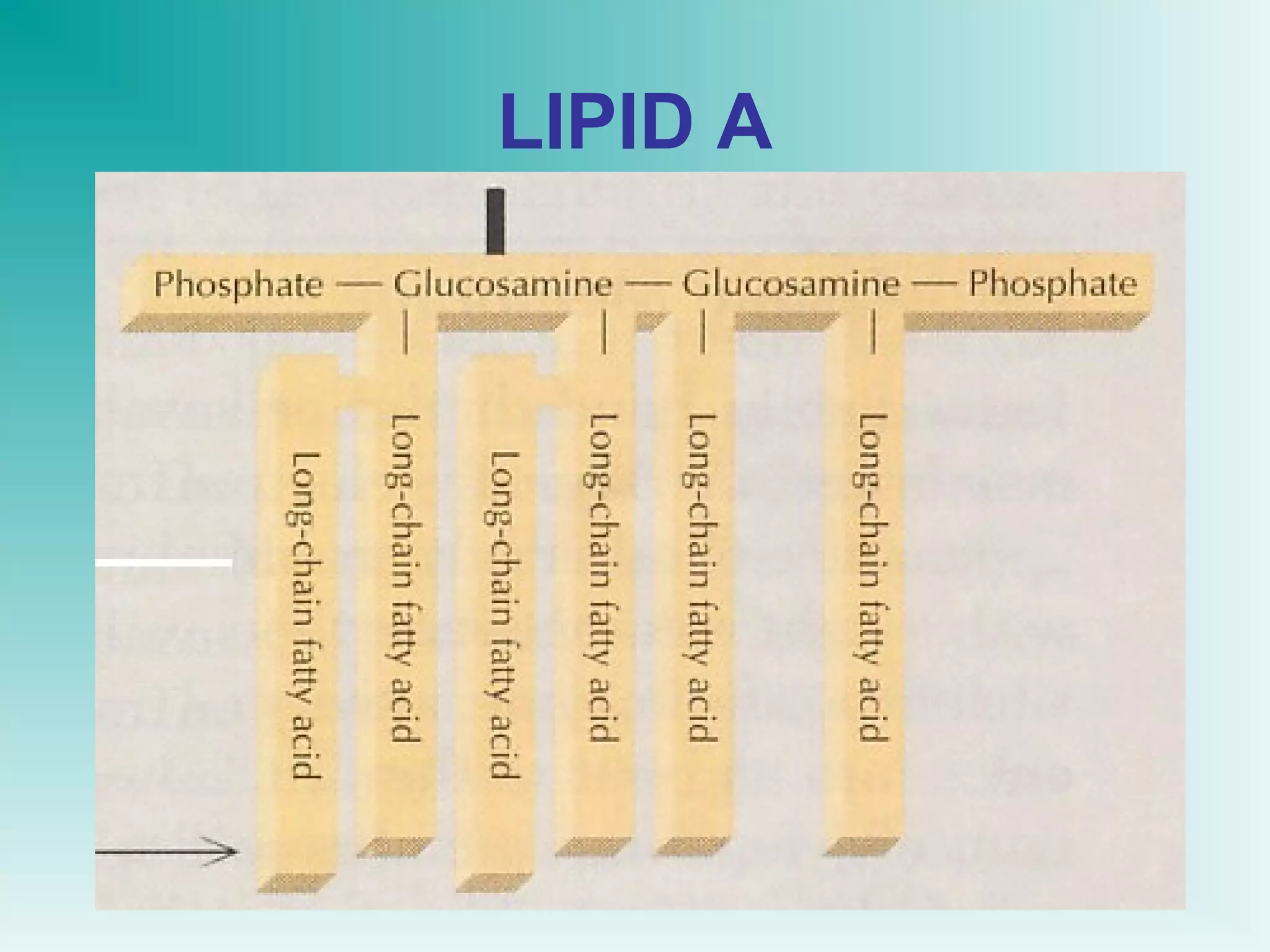 LIPID A

 