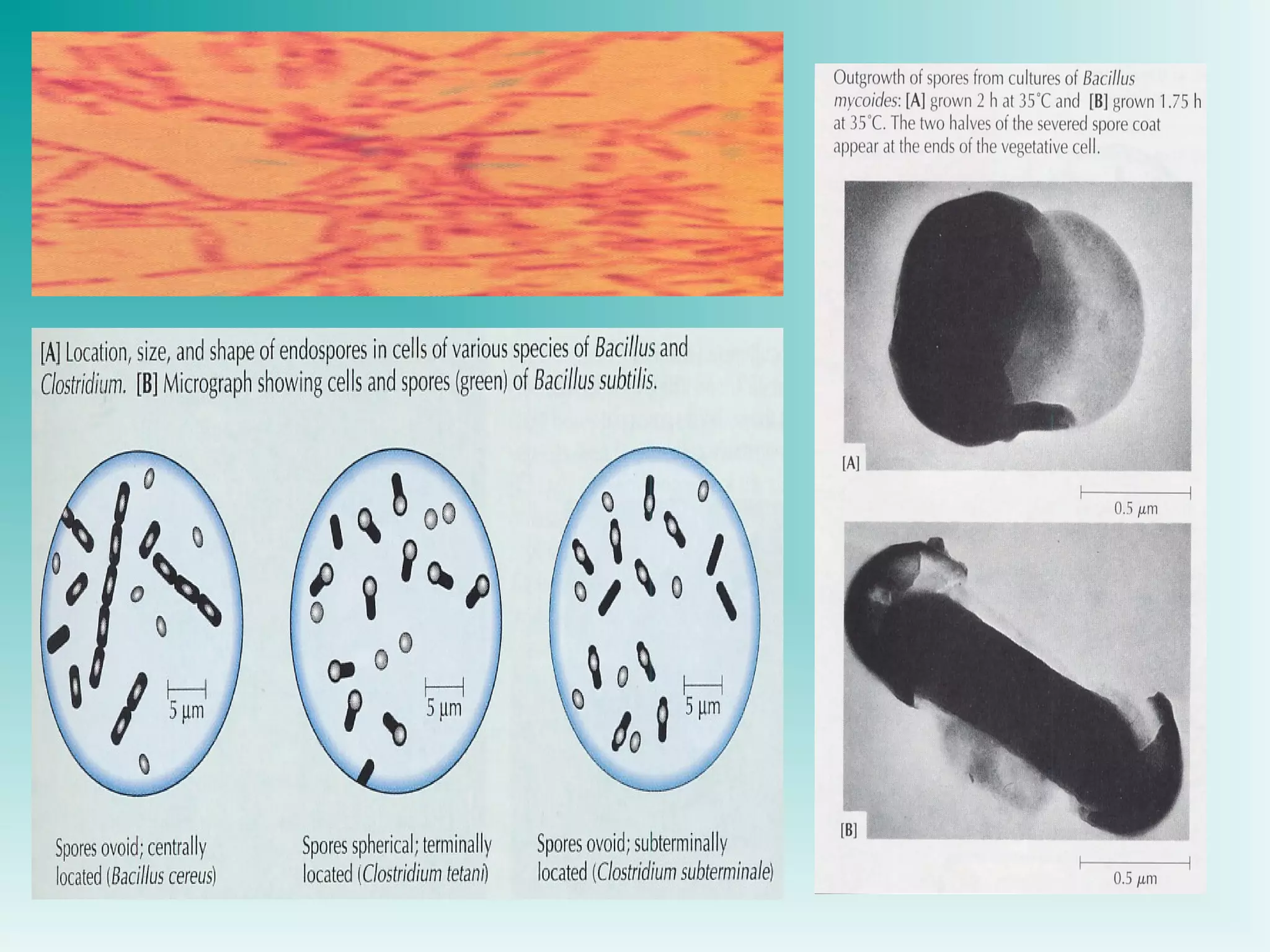 Power point Struktur dinding sel mikroba