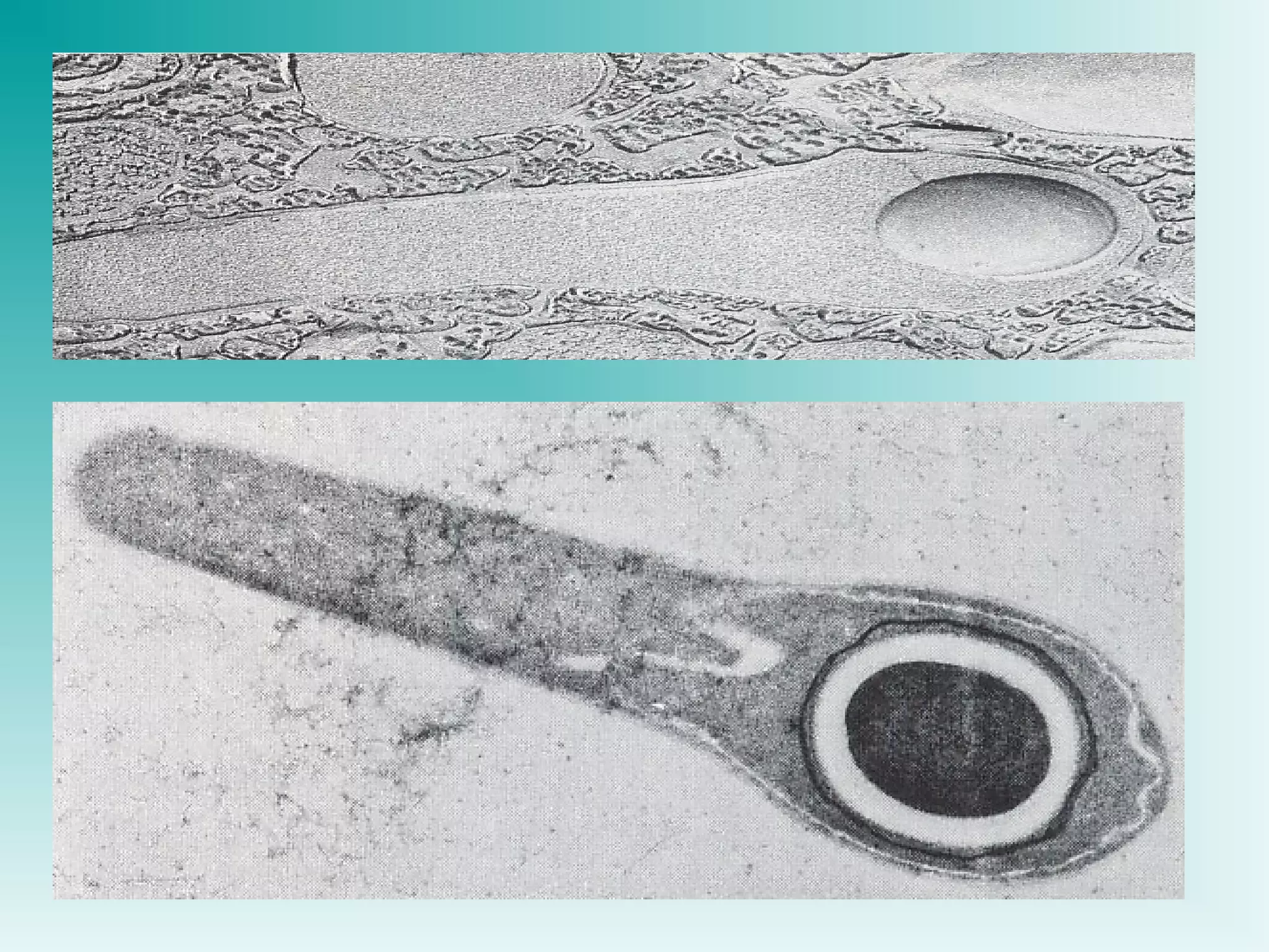 Power point Struktur dinding sel mikroba
