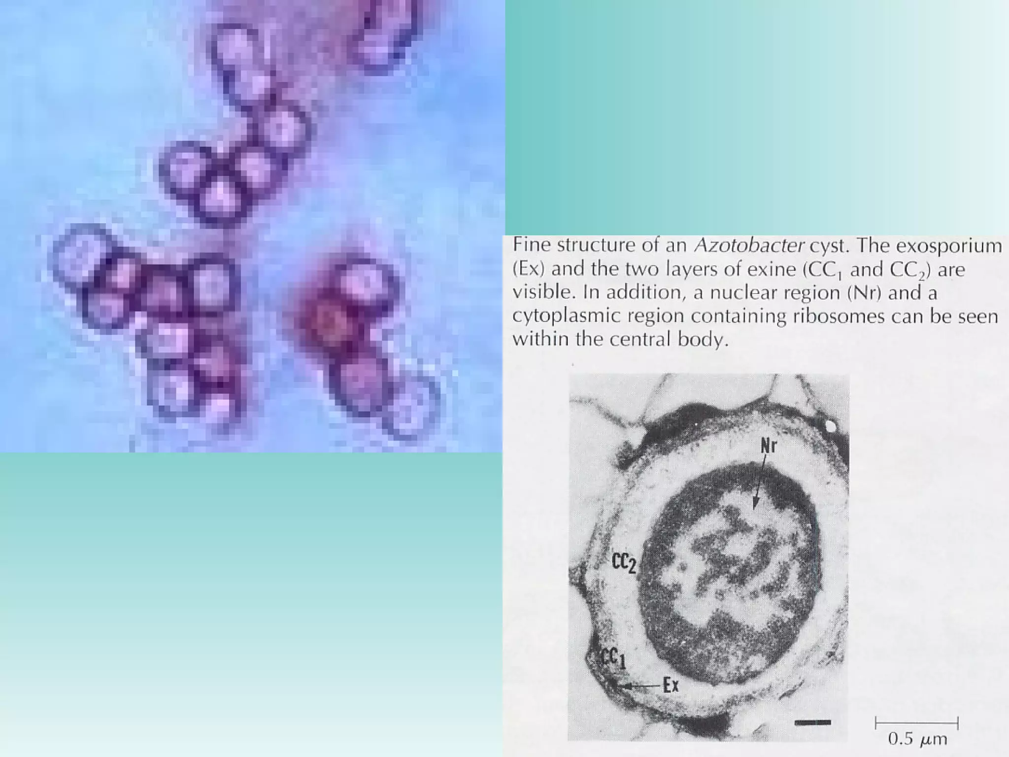 Power point Struktur dinding sel mikroba