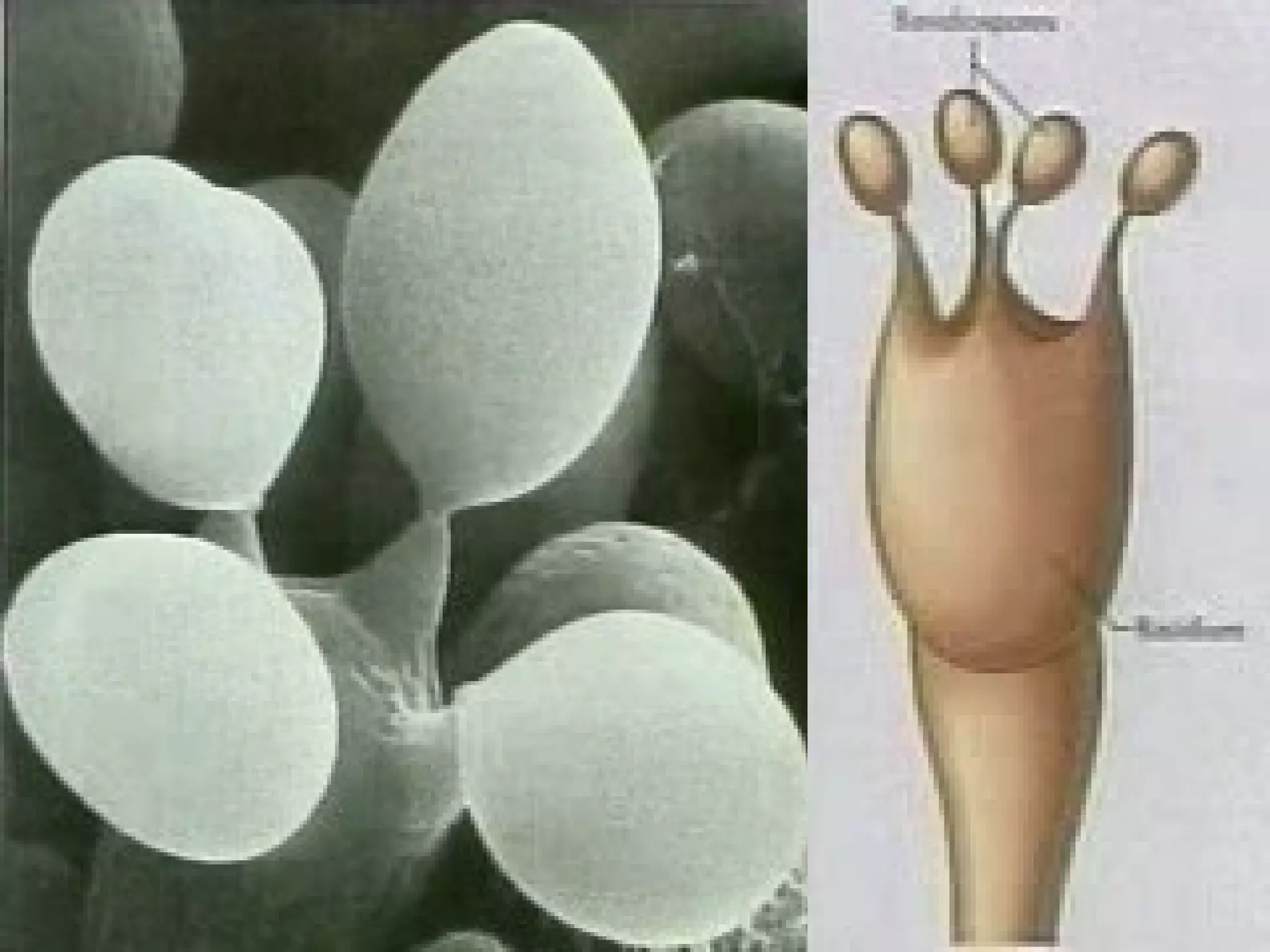 Power point Struktur dinding sel mikroba