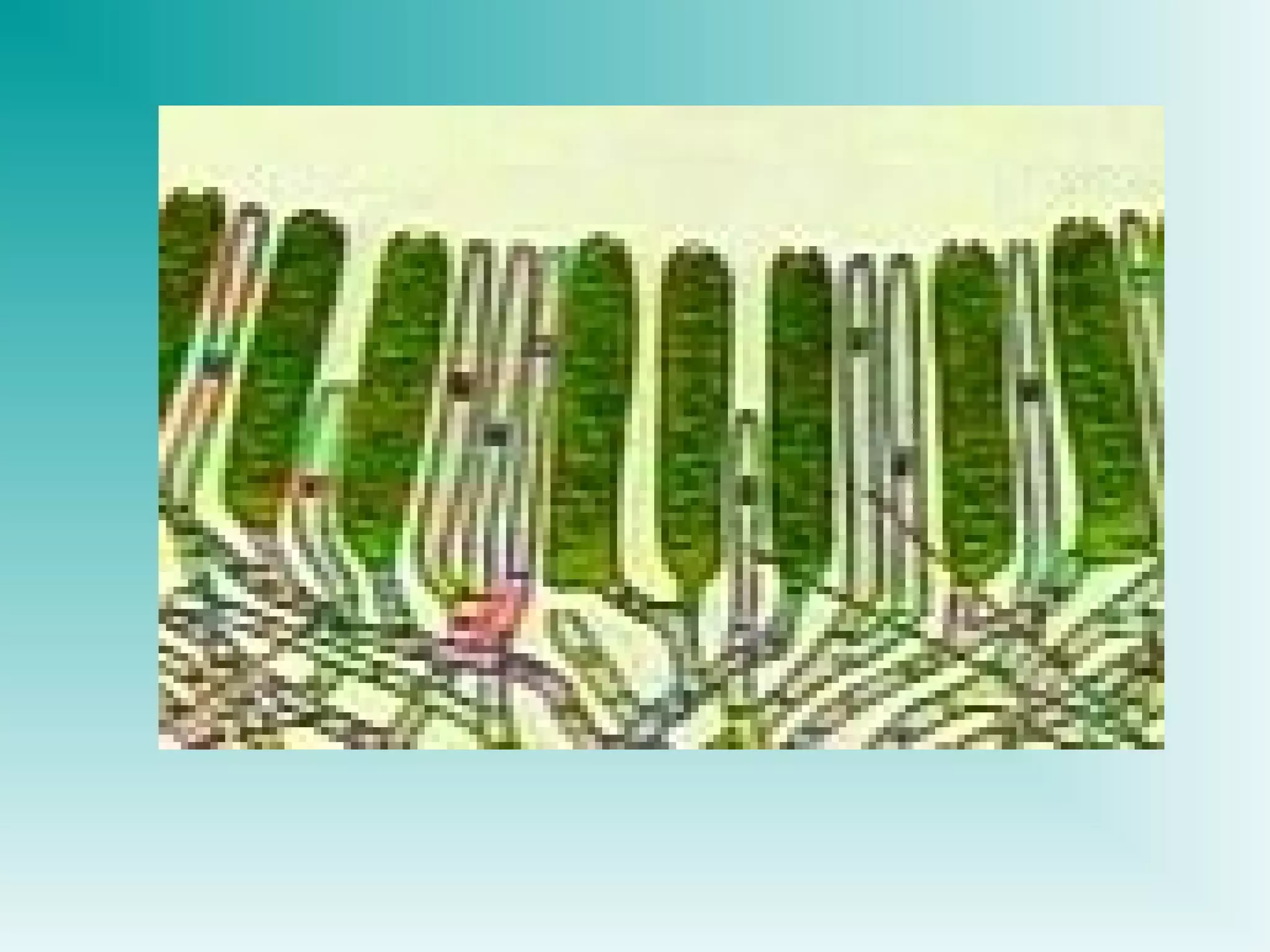 Power point Struktur dinding sel mikroba