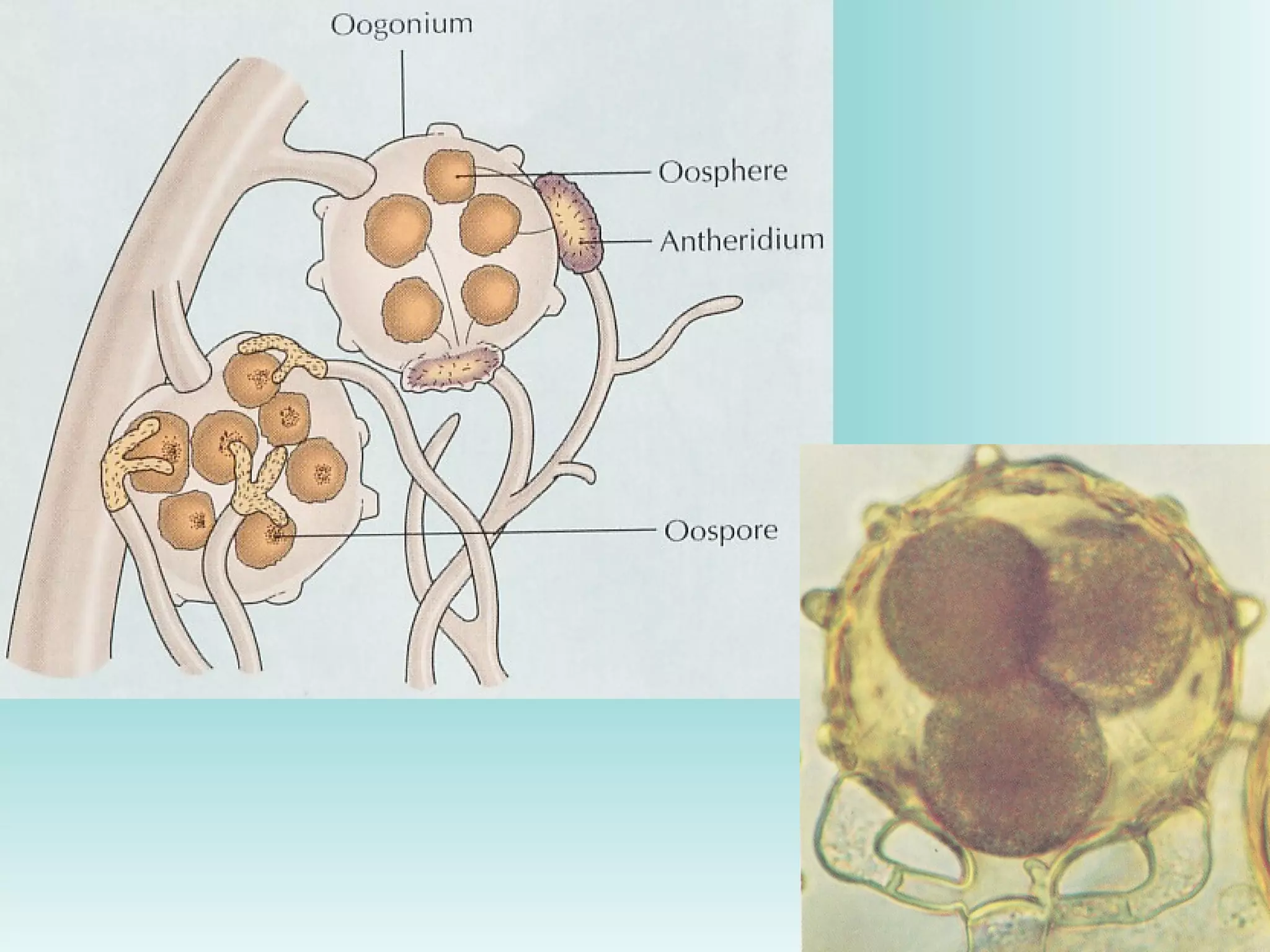 Power point Struktur dinding sel mikroba