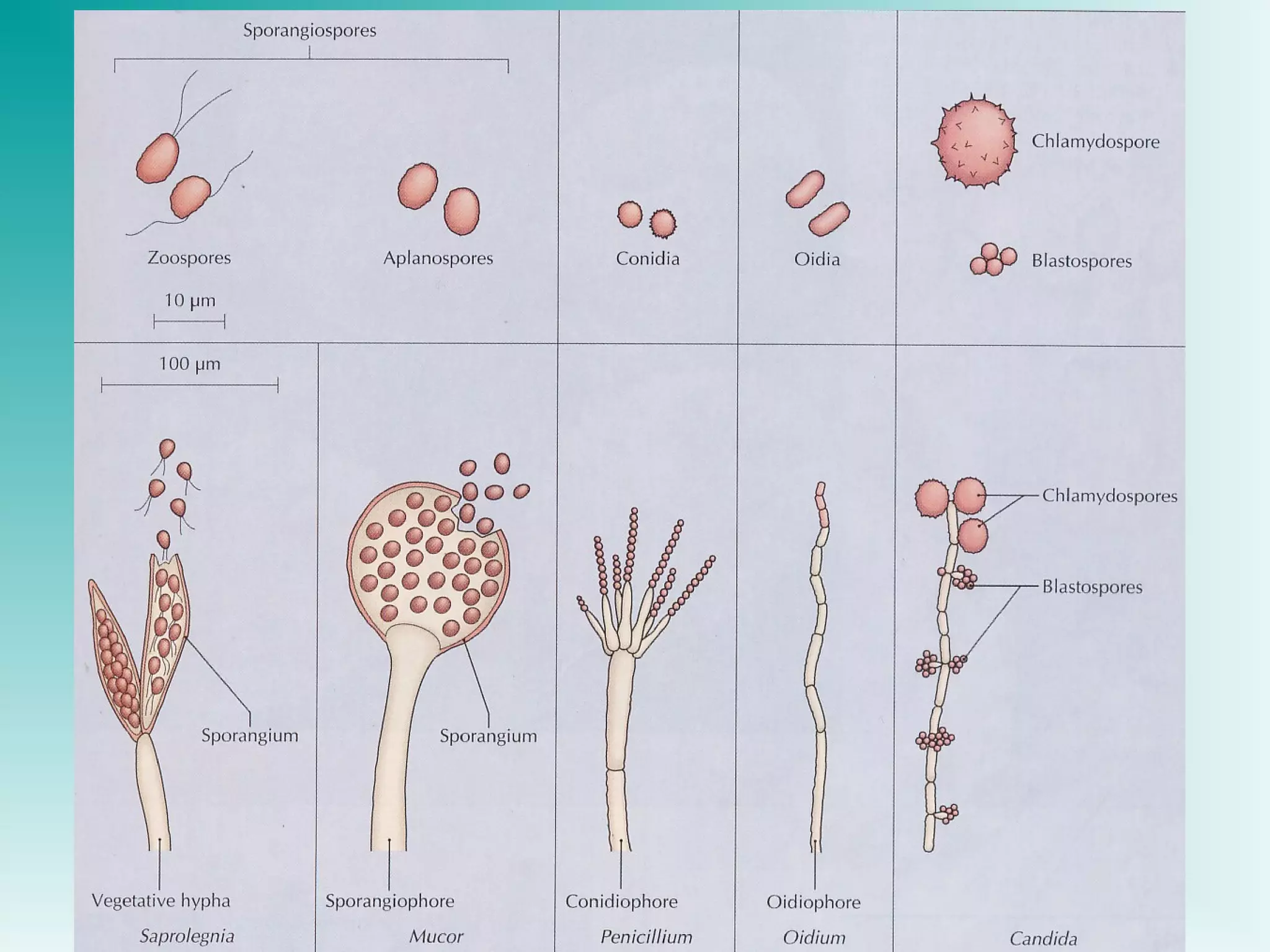 Power point Struktur dinding sel mikroba