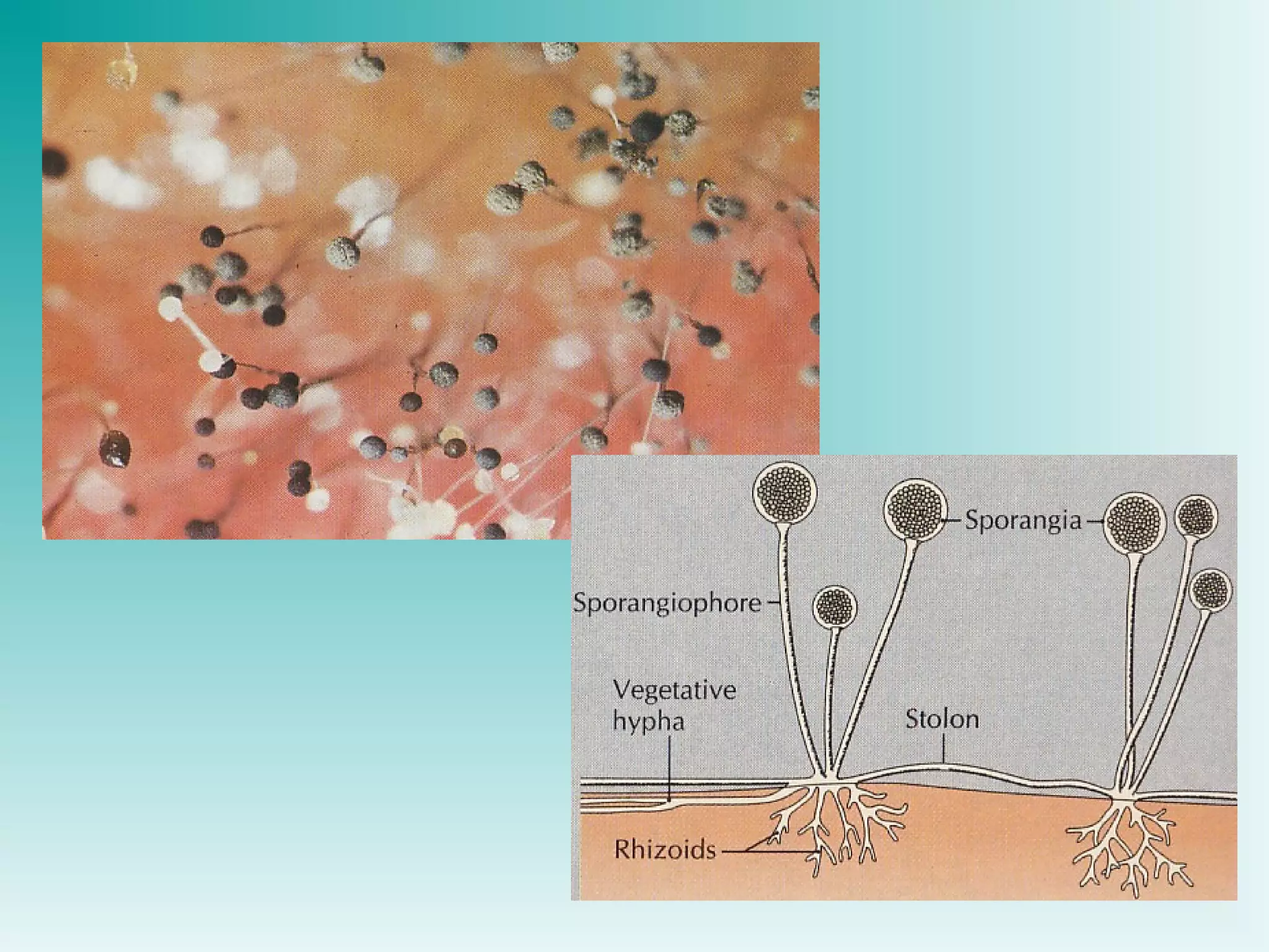 Power point Struktur dinding sel mikroba