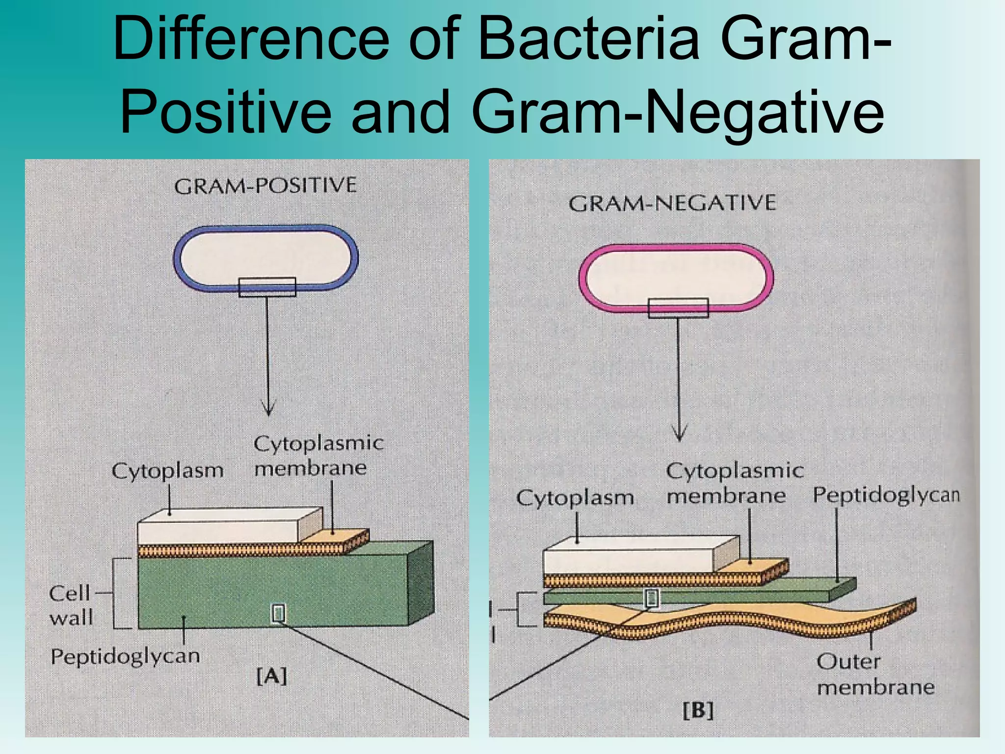 Difference of Bacteria GramPositive and Gram-Negative

 
