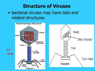 Structure of Viruses 
•bacterial viruses may have tails and related structures 
T4 virus  