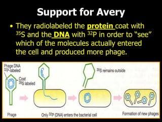 Support for Avery 
•They radiolabeled the protein coat with 35S and theDNAwith 32P in order to “see” which of the molecules actually entered the cell and produced more phage.  