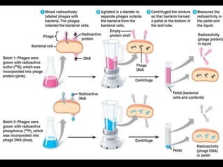 Fig. 16.4: Hershey-Chase Exp.  