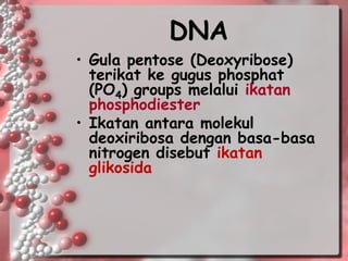DNA 
•Gula pentose (Deoxyribose) terikat ke gugus phosphat (PO4) groups melalui ikatan phosphodiester 
•Ikatan antara molekul deoxiribosa dengan basa-basa nitrogen disebut ikatan glikosida  