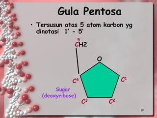 19 
Gula Pentosa 
•Tersusun atas 5 atom karbon yg dinotasi 1’ -5’ 
CH2OC1C4C3 
C2 
5Sugar(deoxyribose)  